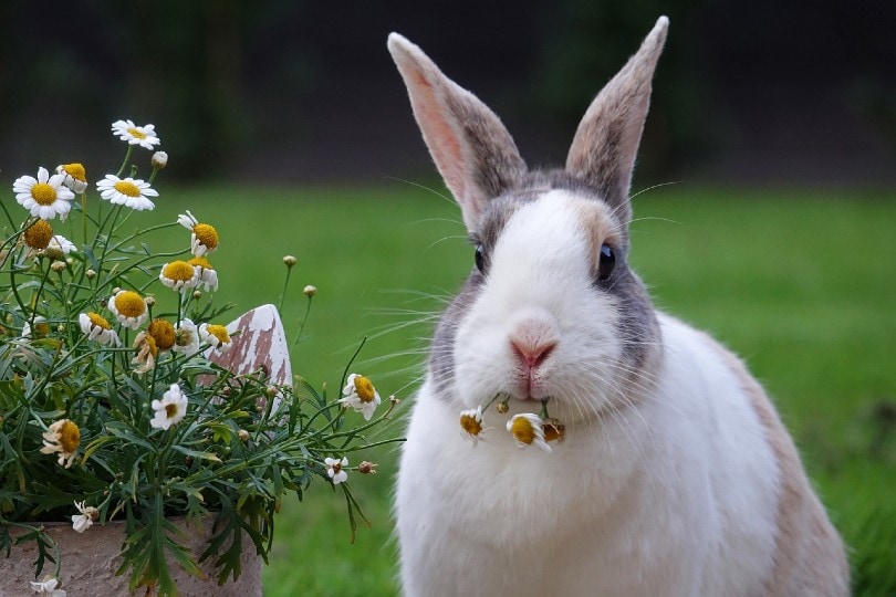 36 Fascinating & Fun Rabbit Facts You Never Knew | Pet Keen