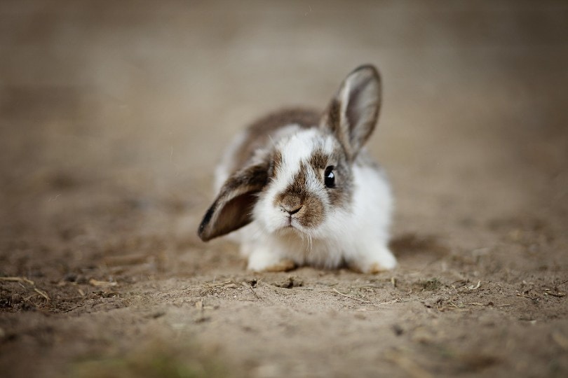 rabbit with one ear up