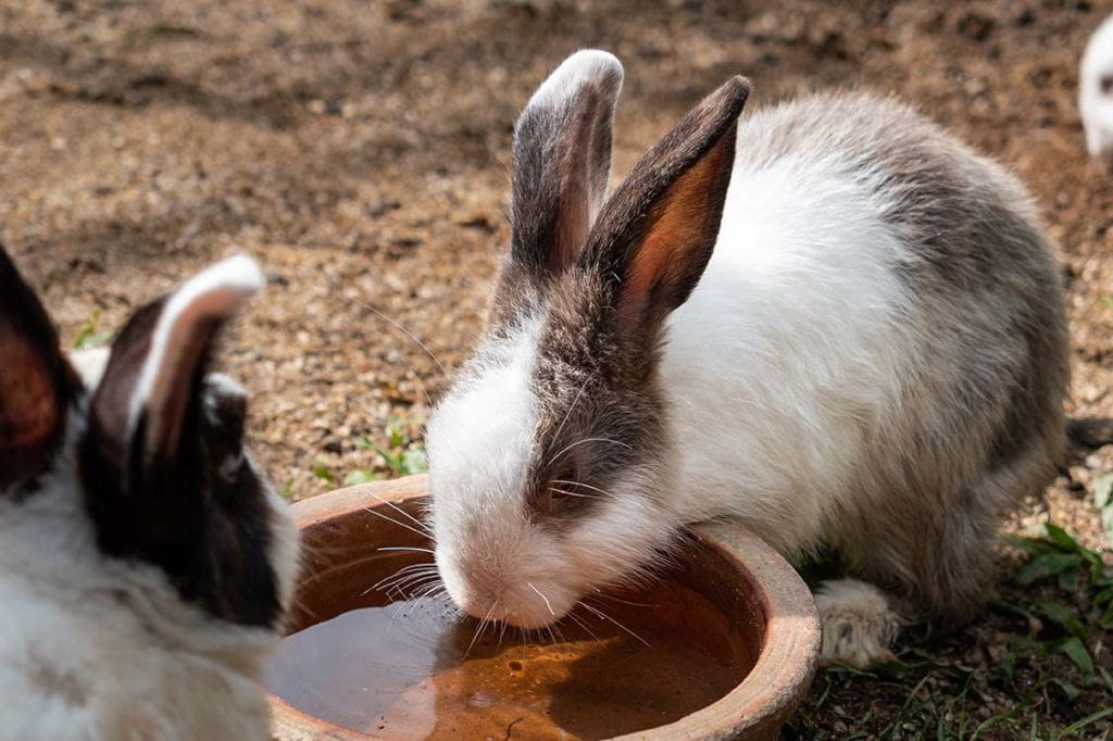 rabbits drinking