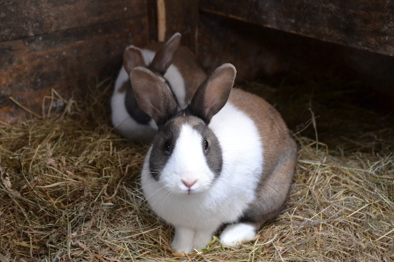 rabbits on grass