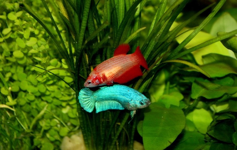 red and blue female bettas