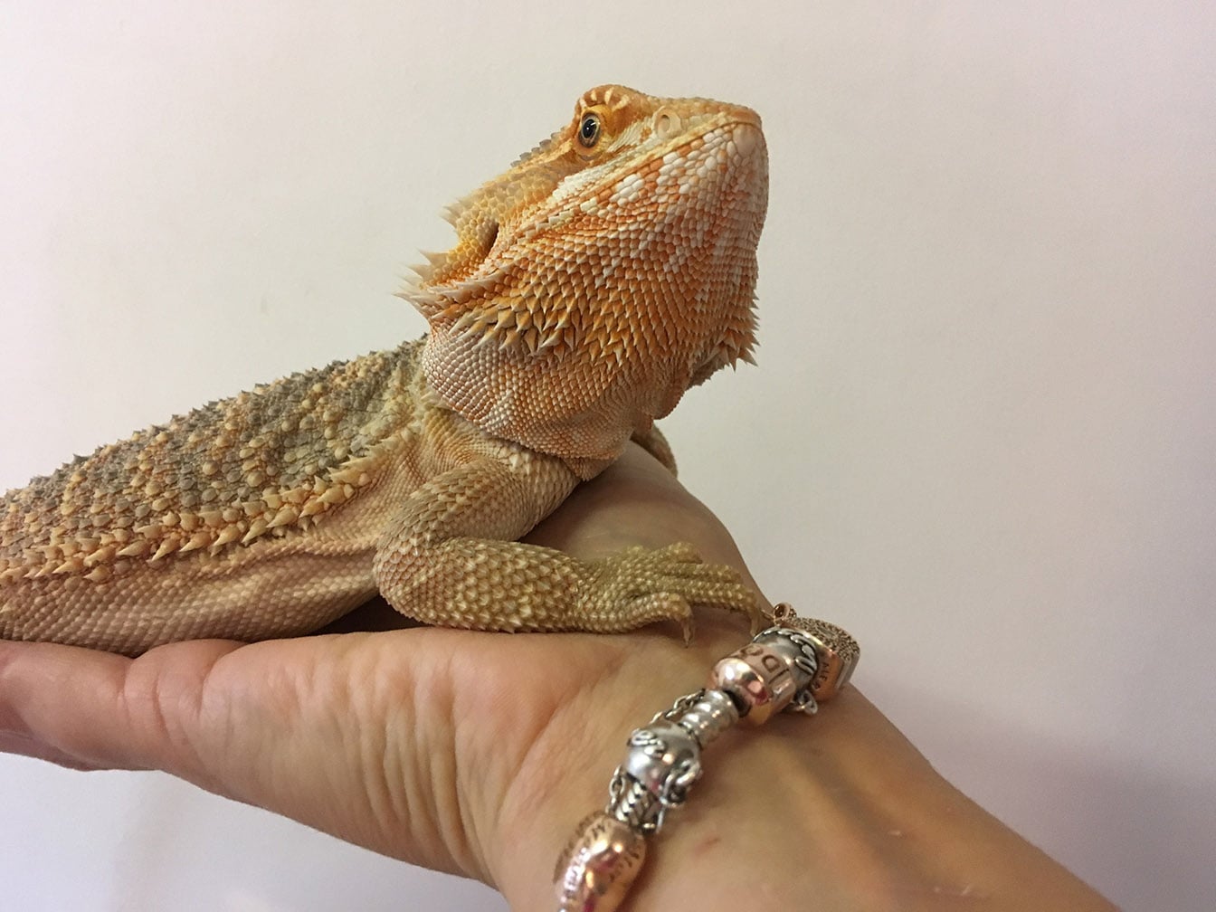 Red Bearded dragon on a person's hand