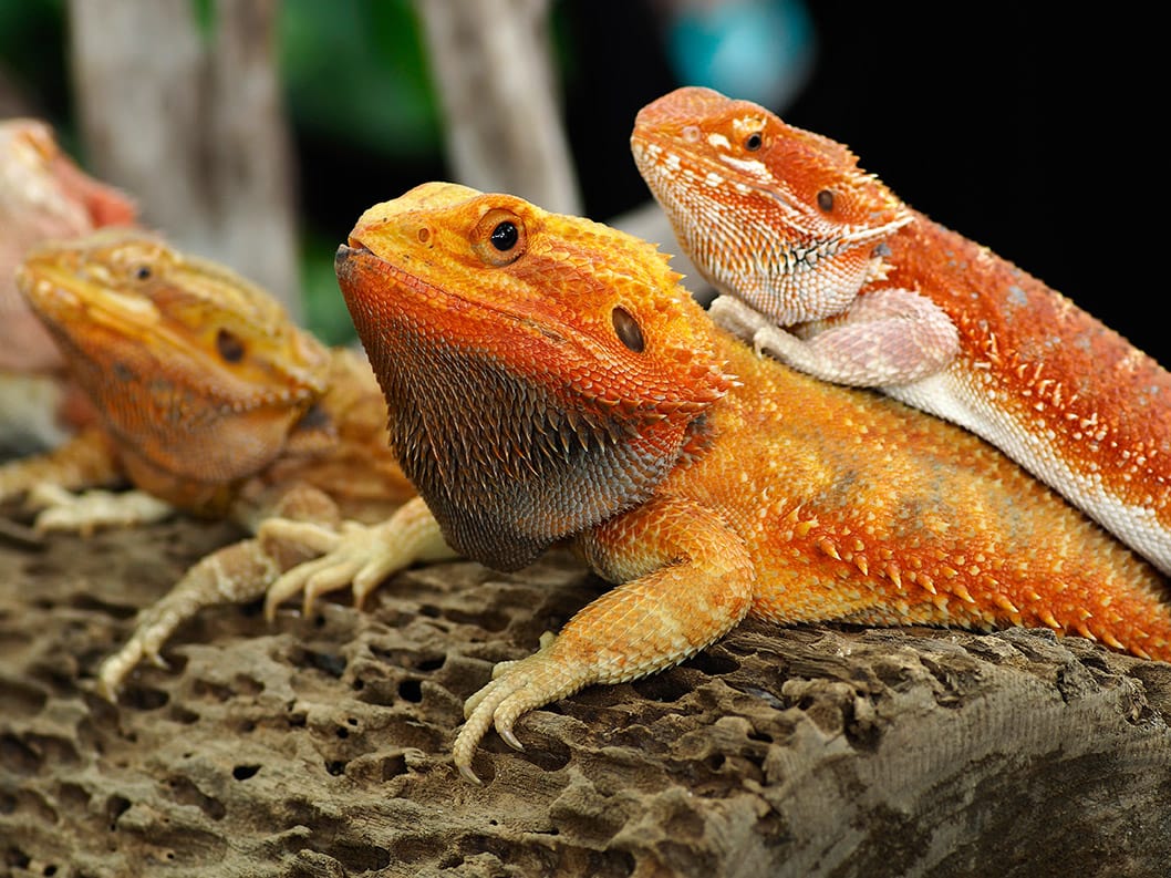 Red Bearded Dragon: Facts, Info, Pictures & Care Guide | Pet Keen