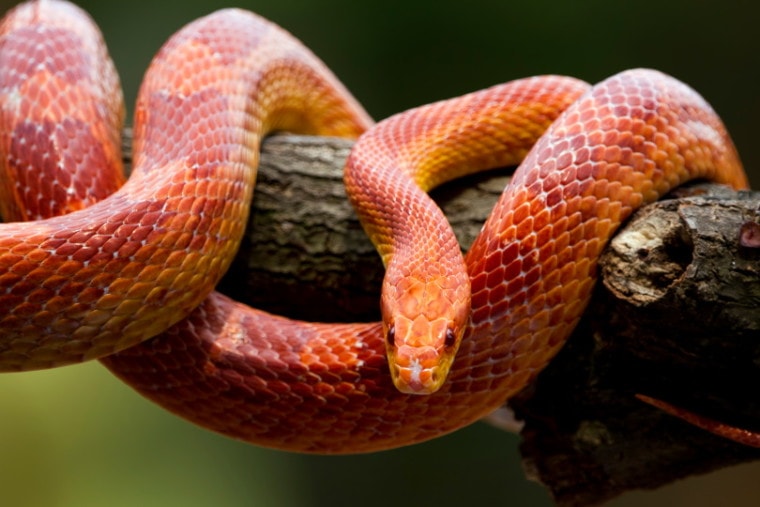 serpiente de maíz rojo