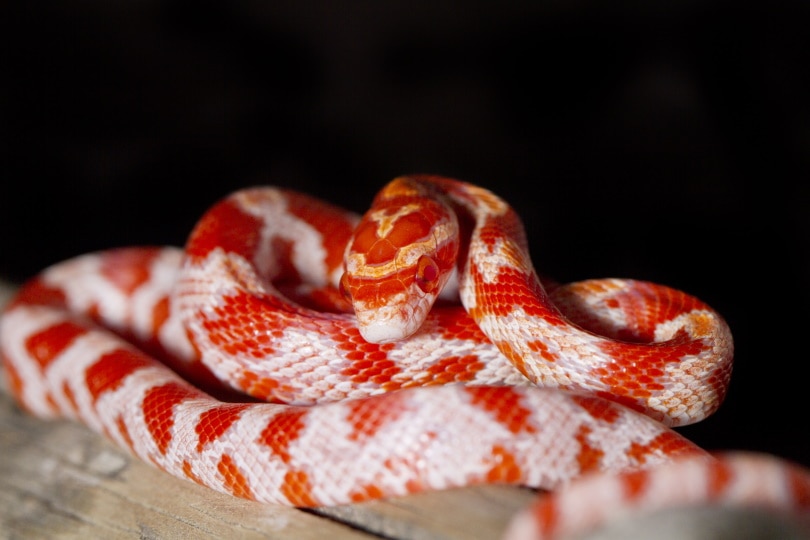 red corn snake