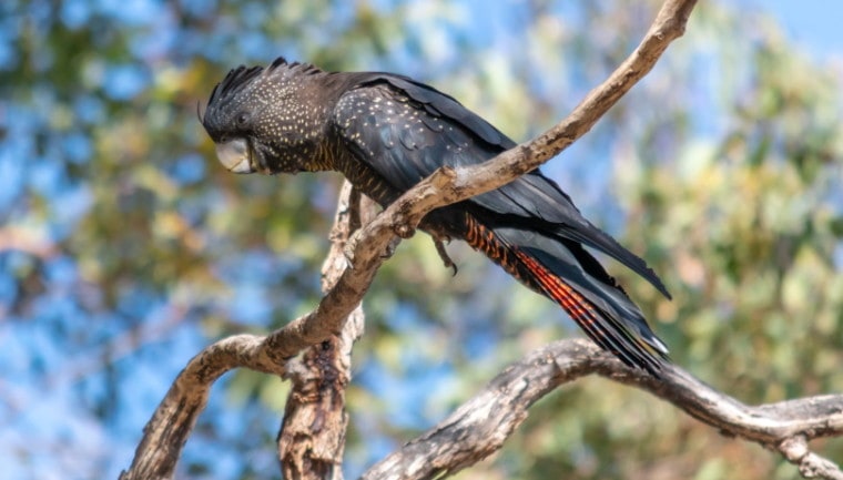 red-tailed black cockatoo_Merrillie Redden_Shutterstock