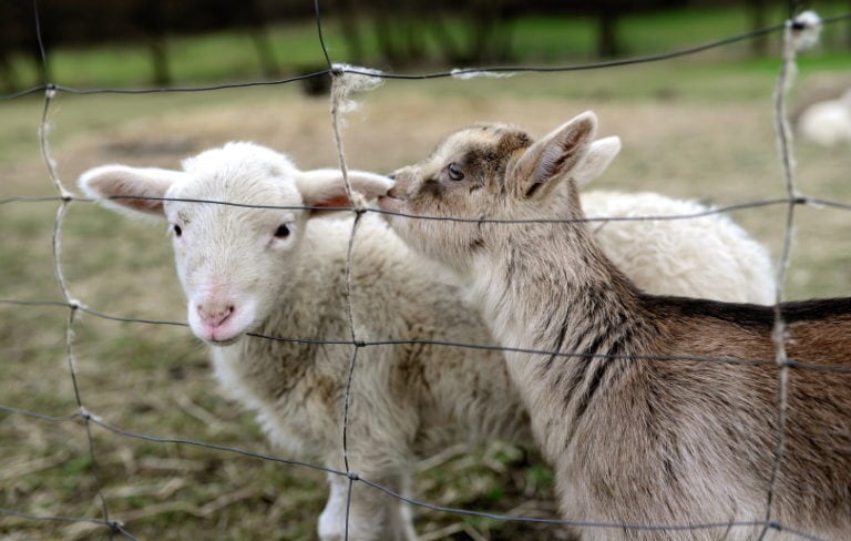 Can You Keep Sheep and Goats Together? Compatibility Explored | Pet Keen