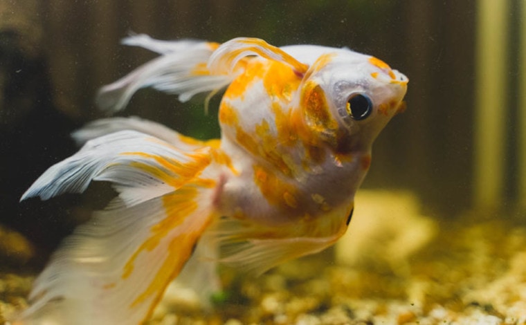 Sick goldfish upside down