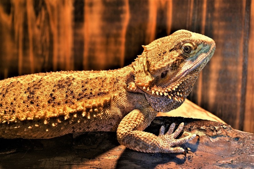 side view of a central bearded dragon