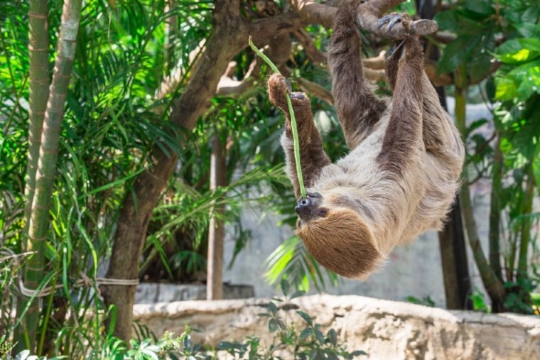 sloth eating