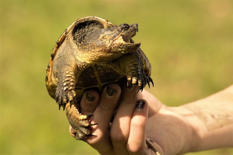 small snapping turtle
