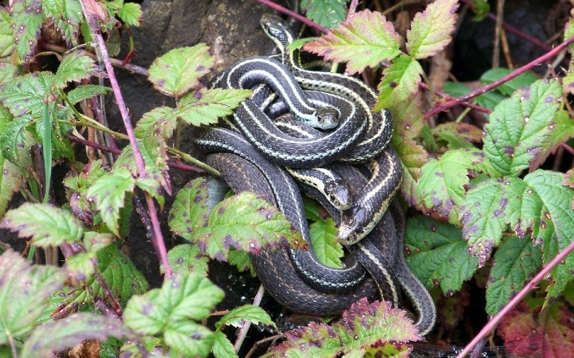 Garter Snake Morphologies and Colors (2022) snakes in the wild