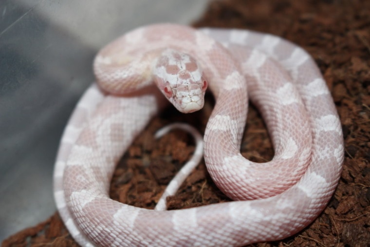 Snow Corn Snake: Facts, Info & Care Guide (With Pictures) | Pet Keen