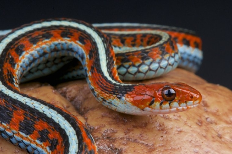 speckled flame garter snake