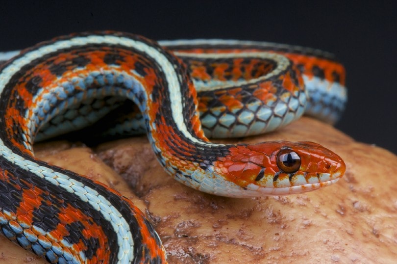 Garter Snake Morphologies and Colors (2022) speckled flame garter snake