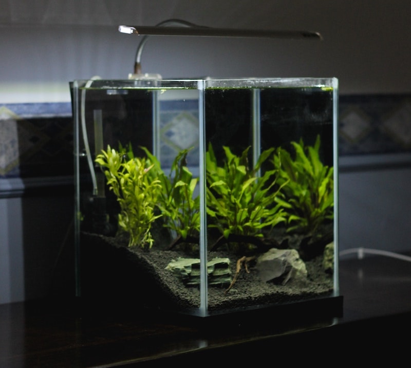 square goldfish tank with overhead light