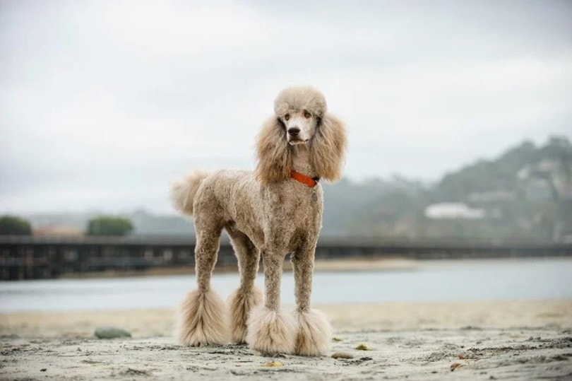A standard poodle at the beach