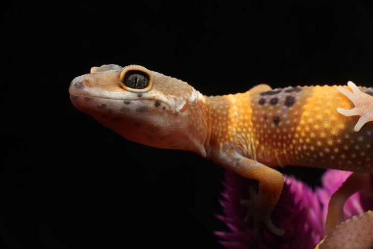 tangerine leopard gecko close up