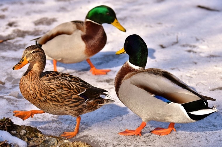 three ducks on snow
