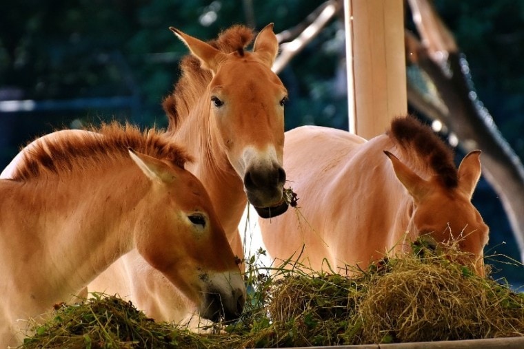 three horses eating