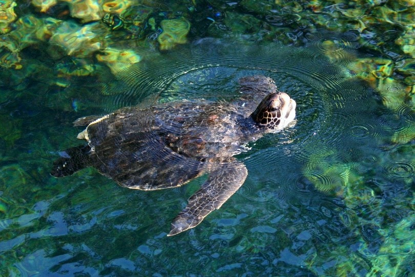 turtle breathing out of water