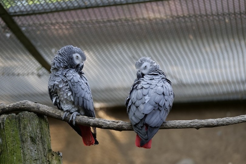 two African Grey Parrots