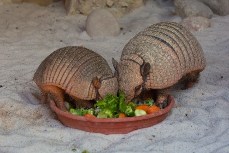 What Do Armadillos Eat? Everything You Need to Know! | Pet Keen