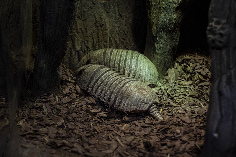 two armadillos in the dark