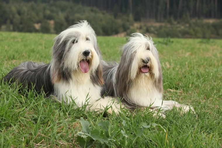 Two bearded collies