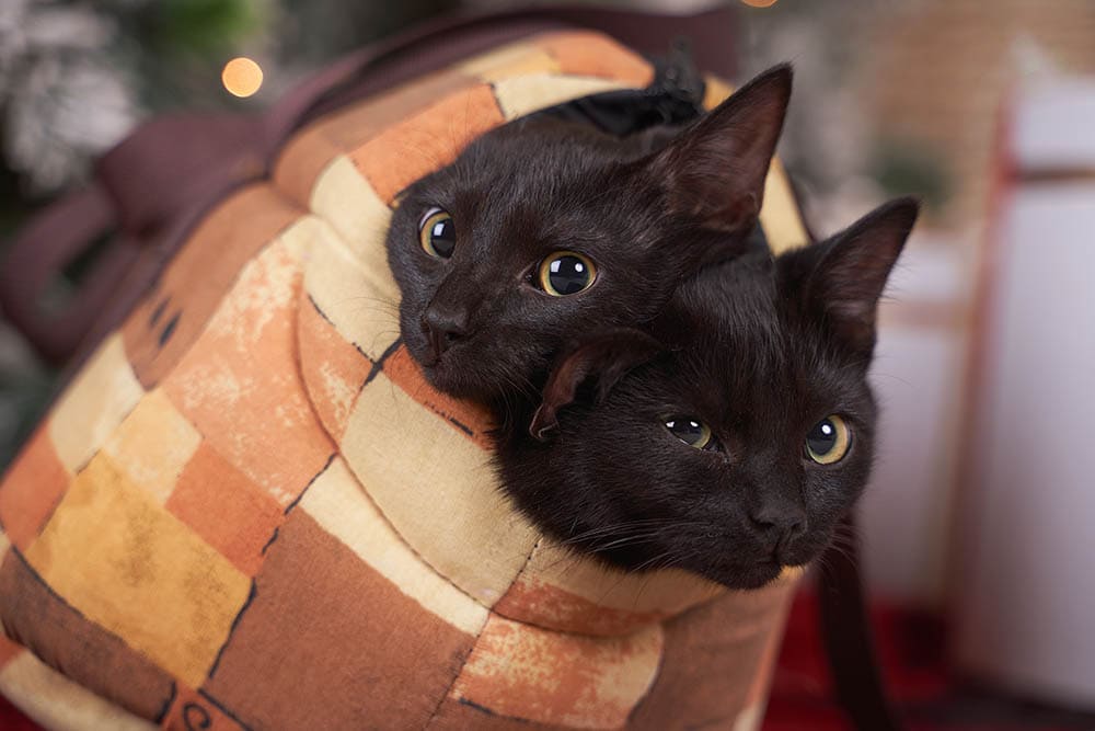 two black cats in a carrier