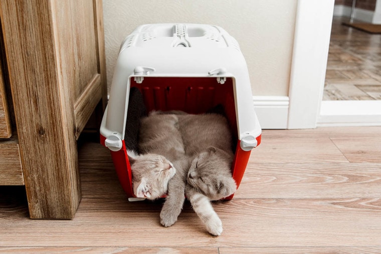 two cats sleeping in a carrier