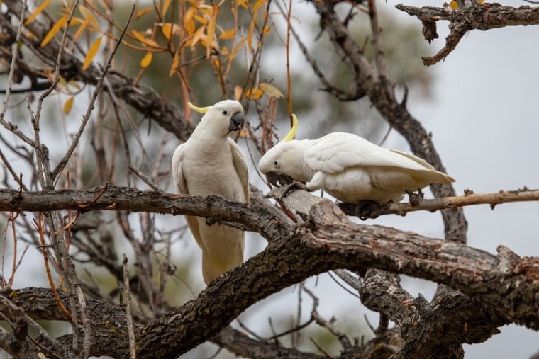 two cockatoos on tree branch