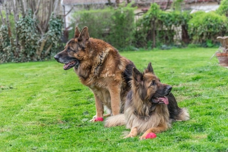 two german shepherds in backyard