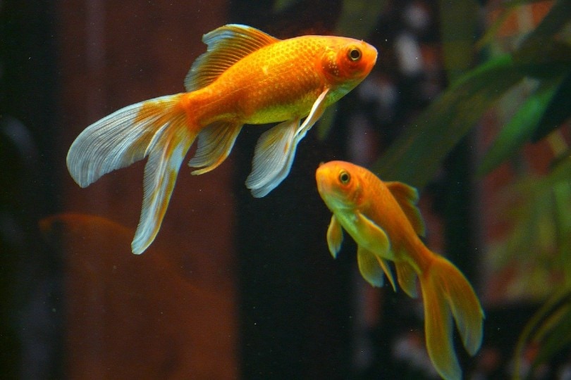 two goldfish swimming