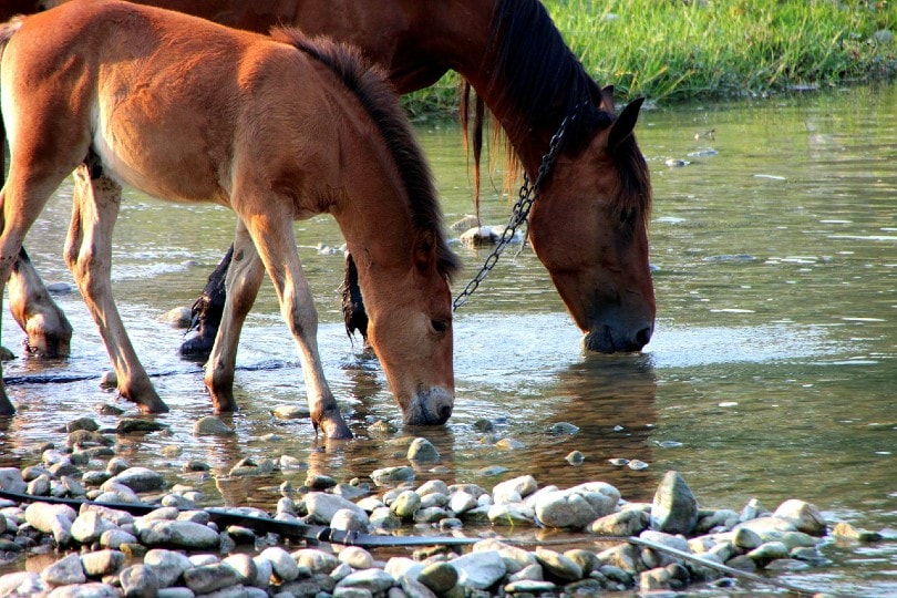 two horses drinking water
