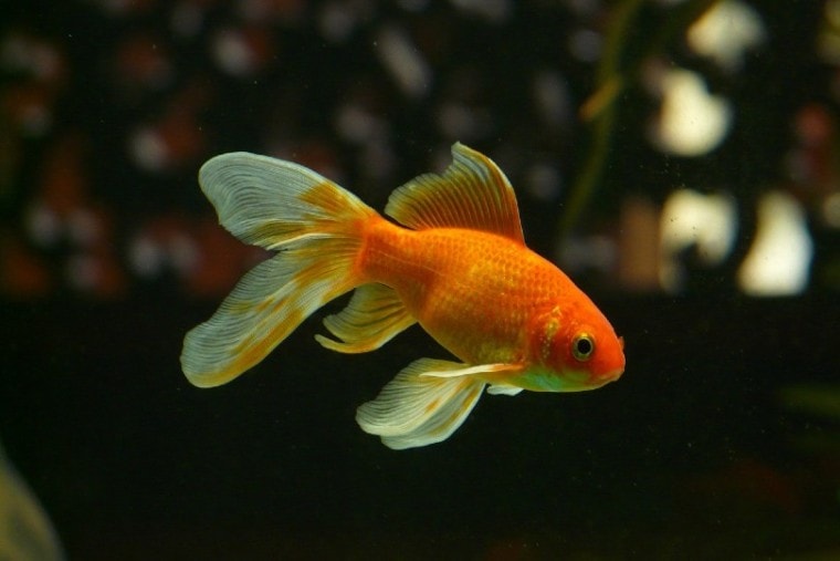 veiltail goldfish in a tank
