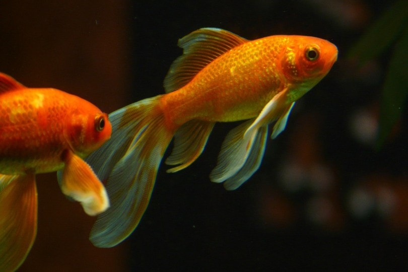 veiltail goldfish nipping