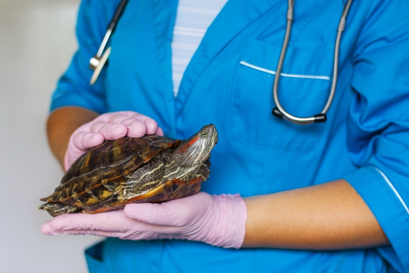 vet. checking sick turtle
