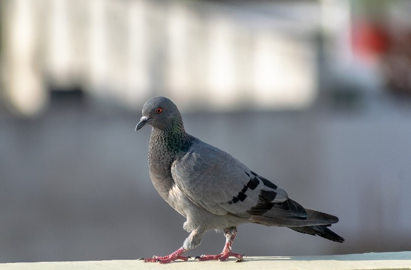walking pigeon
