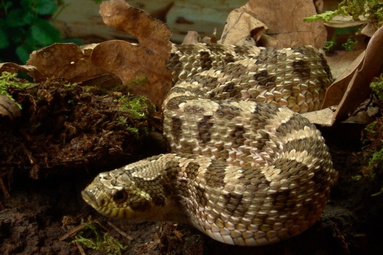 western hognose snake in nature