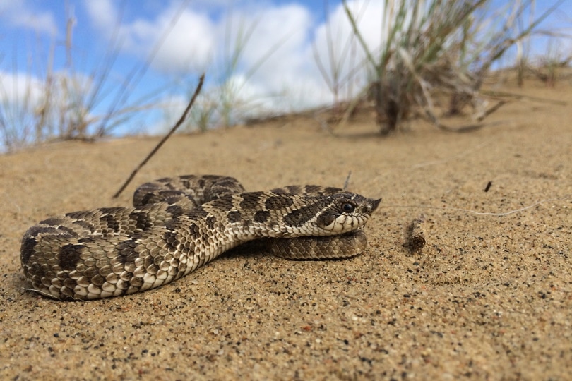 western hognose snake on sand