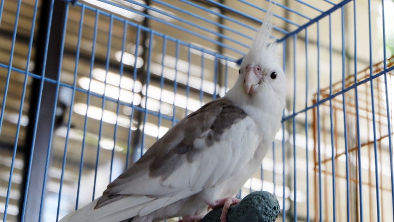 white faced cockatiel in cage