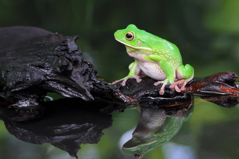 The Happiness-Inducing Cute Frogs (2023) white lipped tree frog
