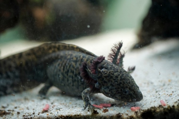 Black Axolotl: Info & Care Guide for Beginners (with Pictures) | Pet Keen