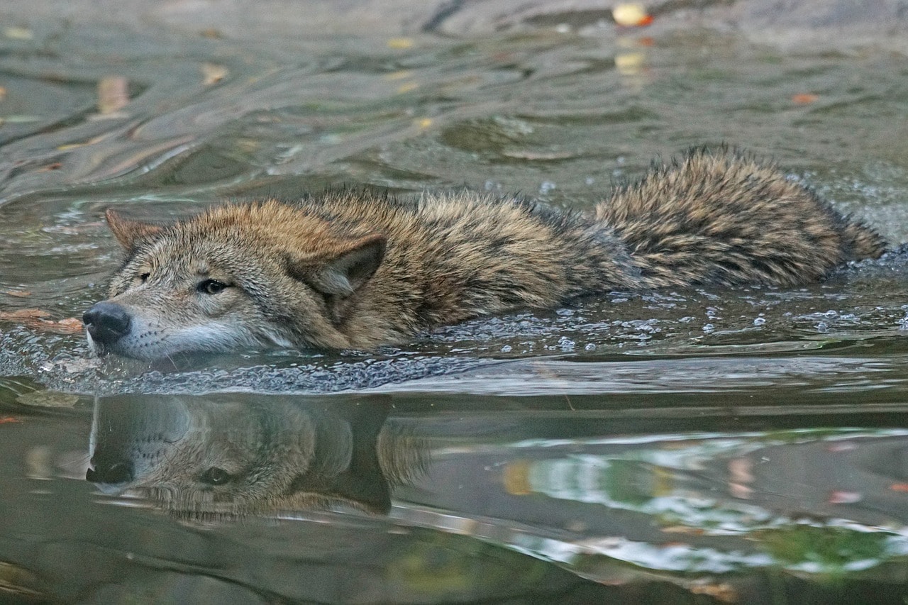wolf swimming