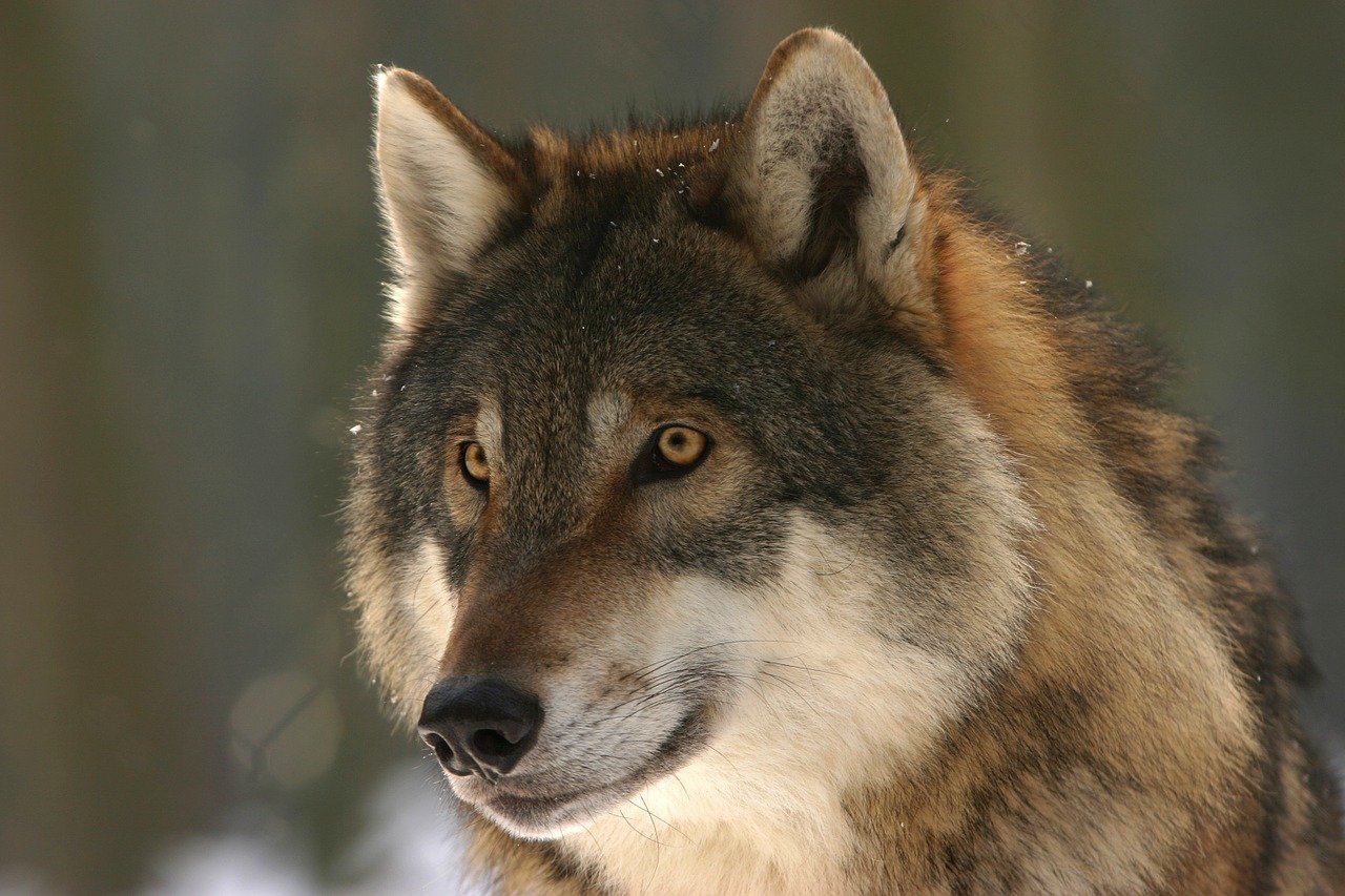 wolf up close