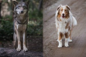 Wolf vs Dog: What’s the Difference? | Pet Keen