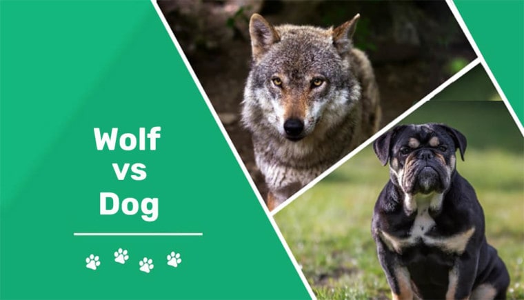 wolf vs dog header