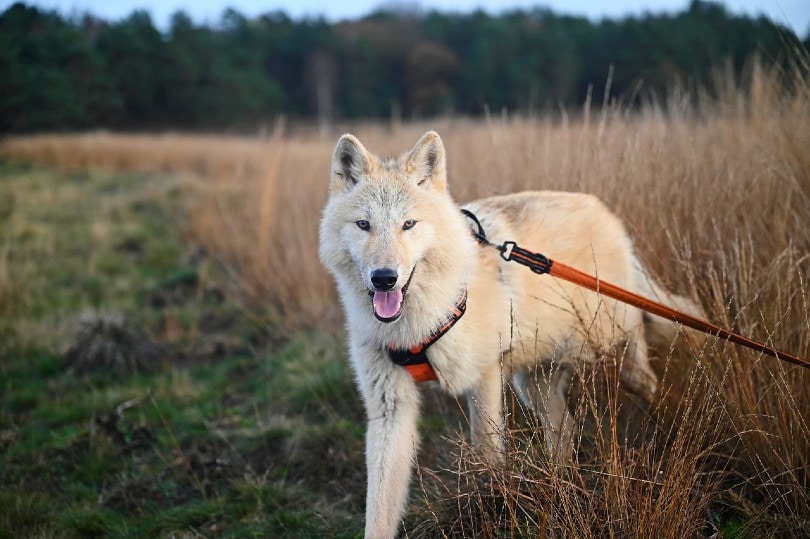 wolfdog on a leash