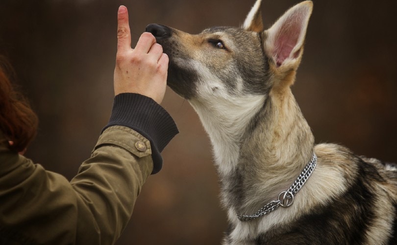 woman teaches wolfdog commands